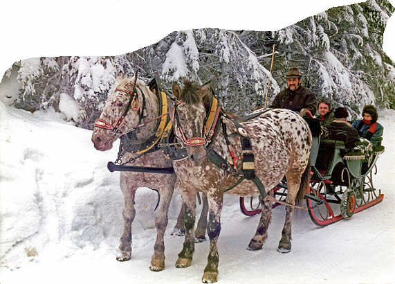 Pferdeschlitten im tief verschneiten winterlichen Wald