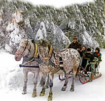 Pferdeschlitten im im tief verschneiten Winterwald